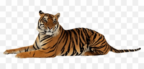 Tiger Laying Down Clipart - Tiger Png Emoji,Laying Emoji