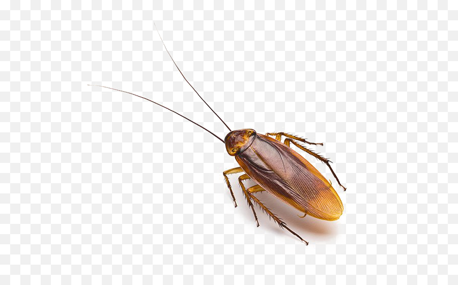 Cockroach Allergens Clipart - Full Size Clipart 3819973 Cockroach Emoji,Roach Emoji