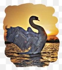 swan remixed beautiful lake sunset sunrise water - Black Swan Emoji