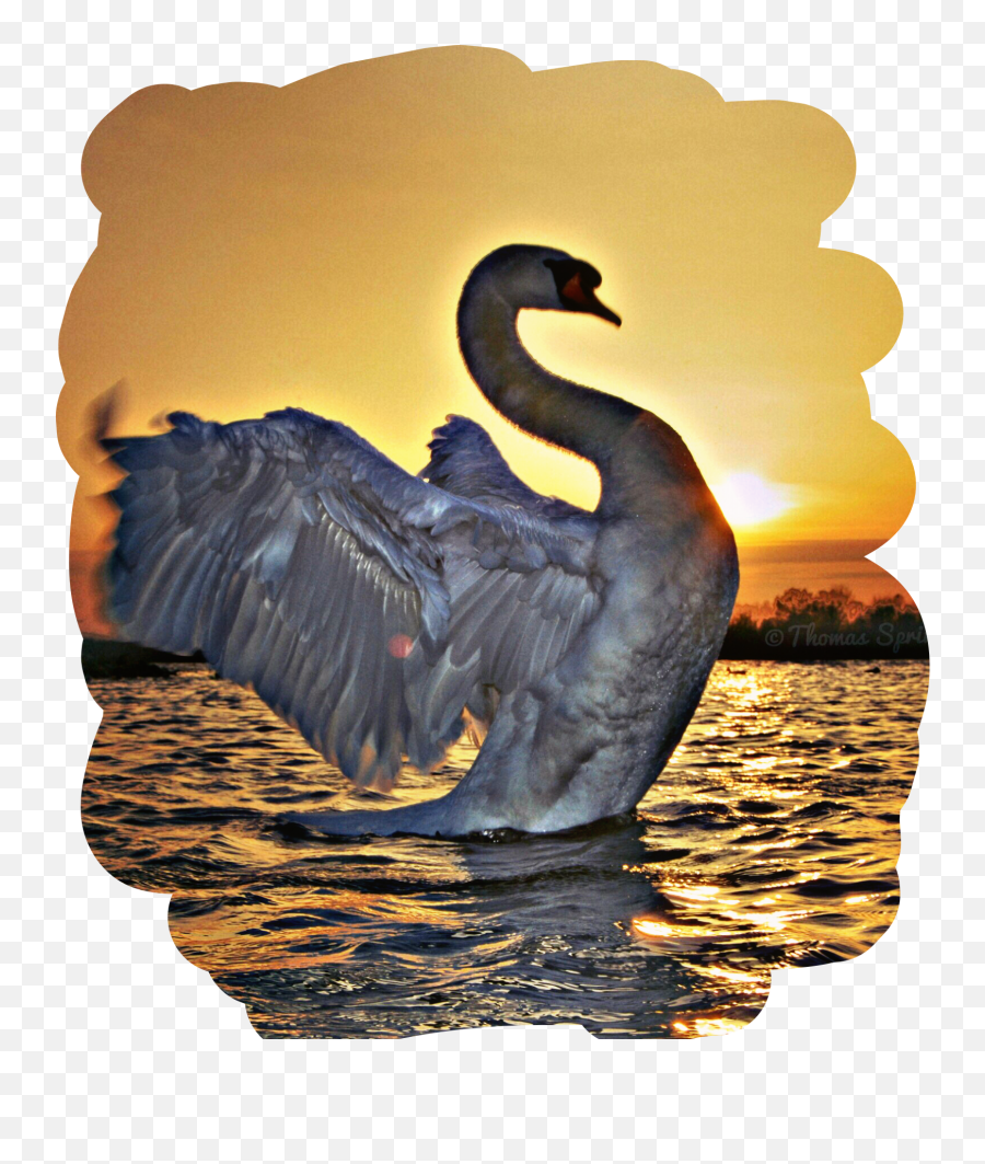Swan Remixed Beautiful Lake Sunset Sunrise Water - Black Swan Emoji,Sunrise Bird Emoji