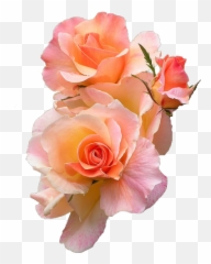 Transparent Flower - Emoji
