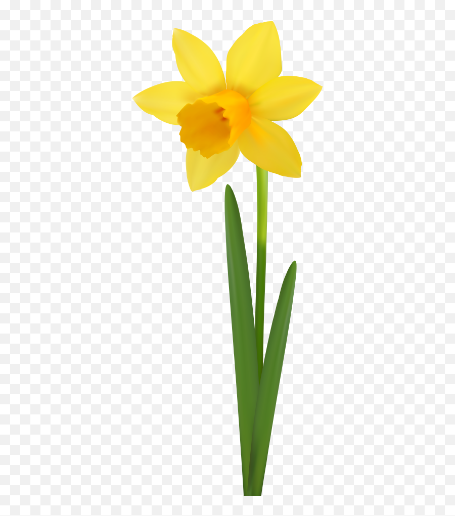 Flower Png And Vectors For Free - Transparent Background Daffodil ...