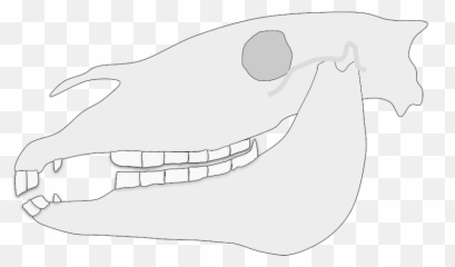 Caudal Hook In Horse Teeth - Diagram Emoji