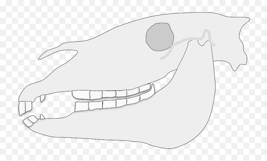 Caudal Hook In Horse Teeth - Horse Teeth Diagram Emoji,Fish Hook Emoji