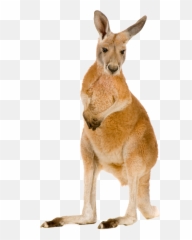 Kangaroo Png Transparent Kangaroo - Kangaroo Png Emoji,Kangaroo Emoji