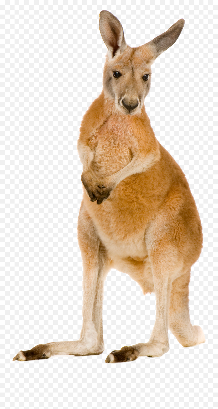 Kangaroo Png Transparent Kangaroo - Kangaroo Png Emoji,Kangaroo Emoji
