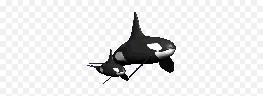 Top Killer Whale Gif Stickers For Android Ios - Animated Killer Whale Gif Emoji,Whale Emoji