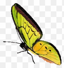 The Cabinet Of Curiosity Butterfly Gif Butterfly Pictures - Nascimento Borboleta Gif Emoji,Butterfly Emoji Android
