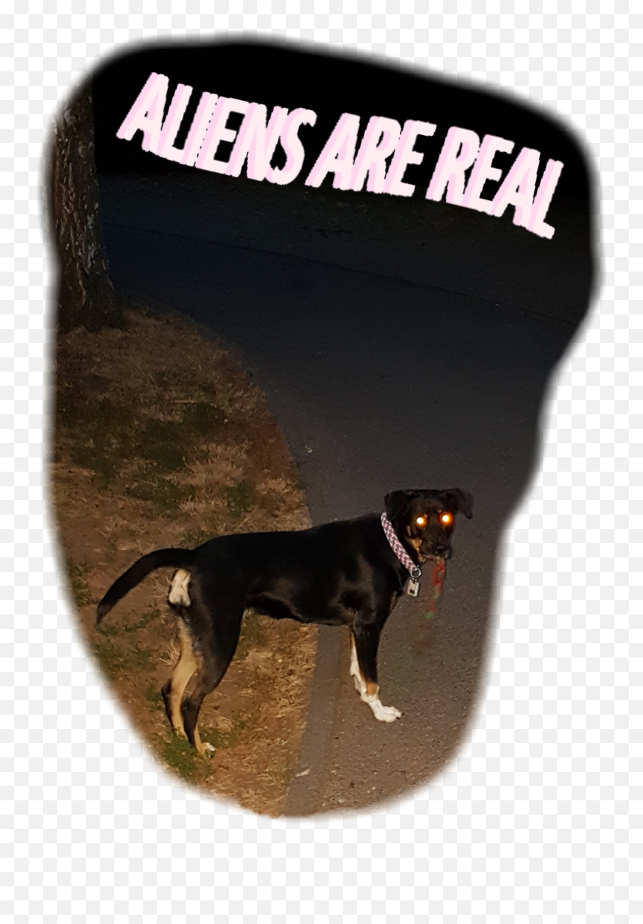 Aliensarereal Dog Dogs Night Sticker By Kimasa21 - Martingale Emoji,Dog Emoji App