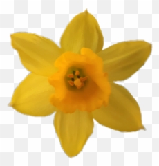 Flower Yellow Yellowflower Daffodil - Narcissus Emoji,Daffodil Emoji