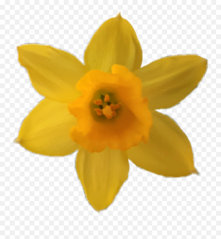 Flower Yellow Yellowflower Daffodil - Narcissus Emoji,Daffodil Emoji