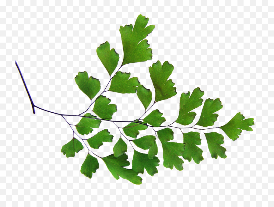 Fern Maiden Hair Plant Cut Out Free - Maidenhair Fern Png Emoji,Hair Cut Emoji