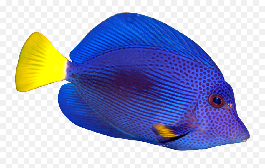 Library Of Blue Tang Fish Picture Black - Colorful Fish Transparent Background Emoji,Dory Fish Emoji