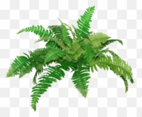 Free Png Images U0026 Free Vectors Graphics Psd Files - Dlpngcom Clip Art Fern Plant Emoji,Fern Emoji