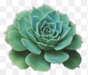 Trending Succulent Stickers - Aesthetic Flower Green Emoji,Succulent Emoji