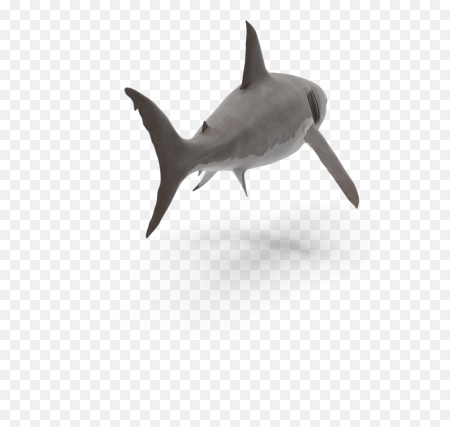 The Most Edited - Great Hammerhead Emoji,How To Make A Shark Emoji
