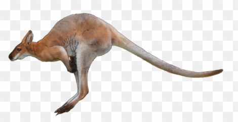 Kangaroo Png Images Free Download - Red Kangaroo Transparent Background Emoji,Kangaroo Emoji