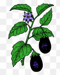 Eggplant - Draw A Brinjal Plant Emoji,Eggplant Emoji Hat