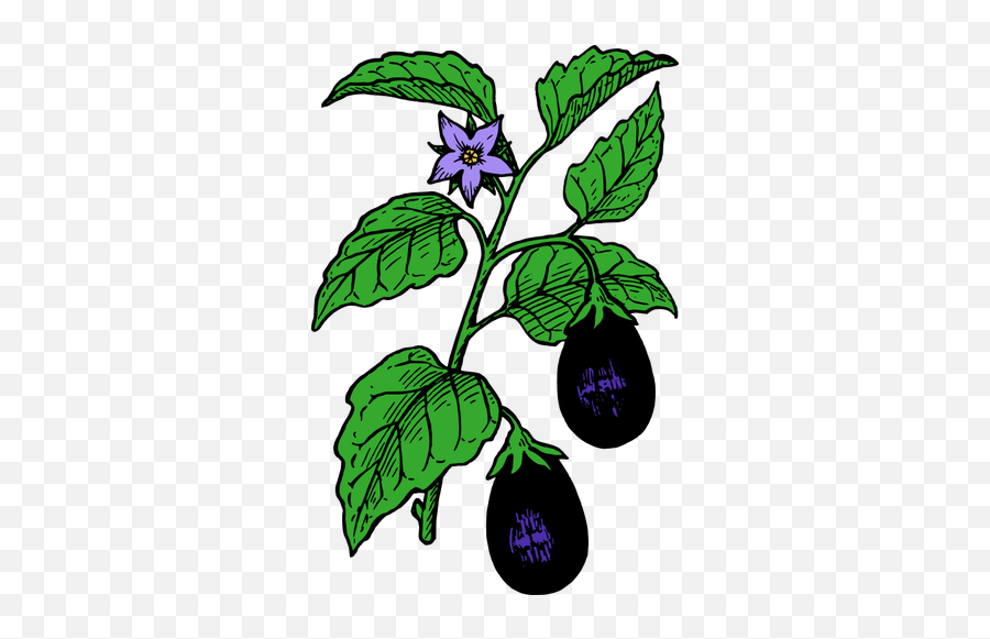 Eggplant - Draw A Brinjal Plant Emoji,Eggplant Emoji Hat
