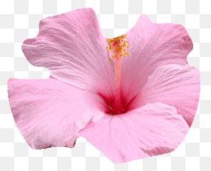 Flower Uwu Stickers For Android Ios - Chinese Hibiscus Emoji,Hawaiian Flower Emoji