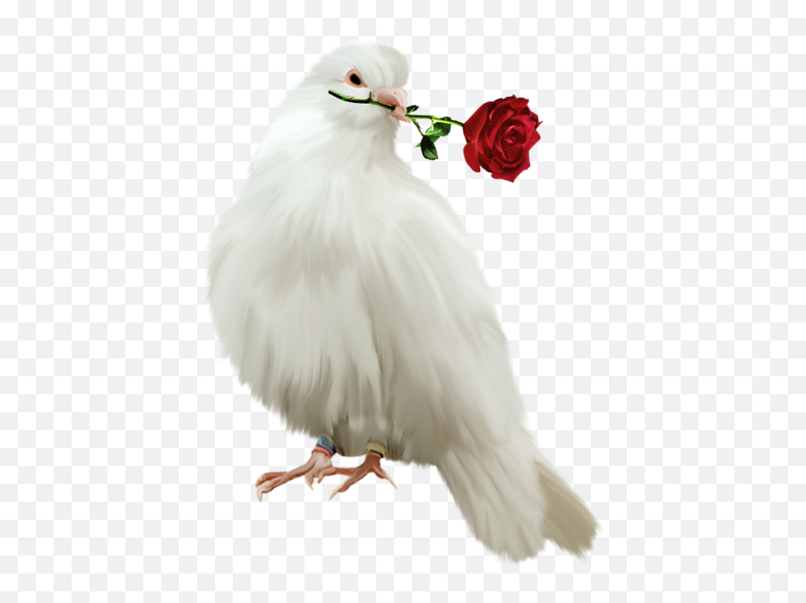 Pin - Pigeon With Rose Png Emoji,Dove Emoji Png