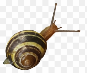 Snail - Lymnaeidae Emoji,Snail Emoji