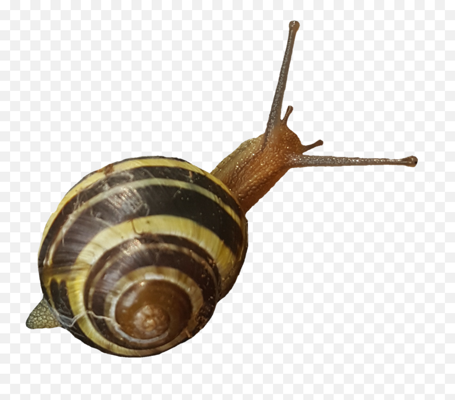 Snail - Lymnaeidae Emoji,Snail Emoji