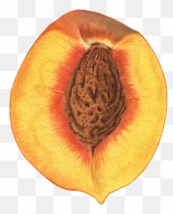 Peach Pit Clipart - Peach Pit Clipart Emoji,Peaches Emoji