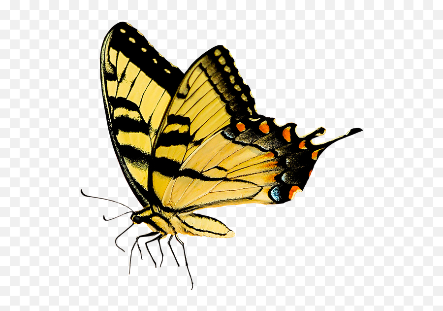 Nature Animals Butterfly - Look At Yourself Through My Eyes Emoji,Emoji Tiger Woods