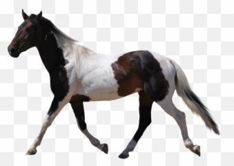 Twin Drawing Paint Horse Transparent - Horse Silhouette Transparent Background Emoji,Cat Cow Horse World Emoji