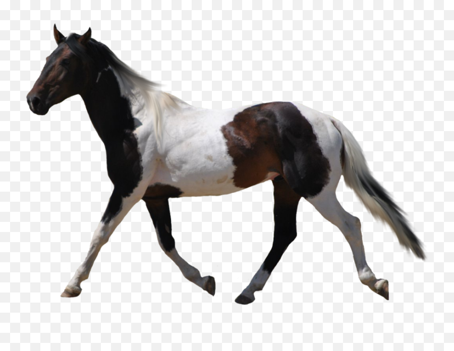 Twin Drawing Paint Horse Transparent - Horse Silhouette Transparent Background Emoji,Cat Cow Horse World Emoji