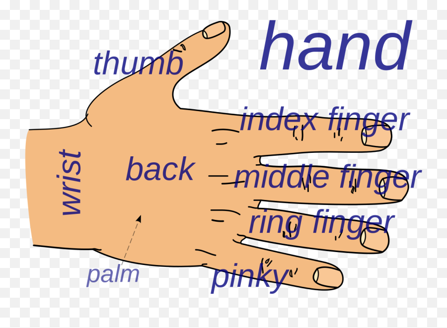 Hand Parts - Hand Parts And Function Emoji,Emoticon Giving The Finger