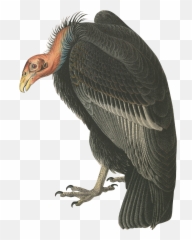 Motion Graphics - California Condor Transparent Background Emoji,Karate Emojis