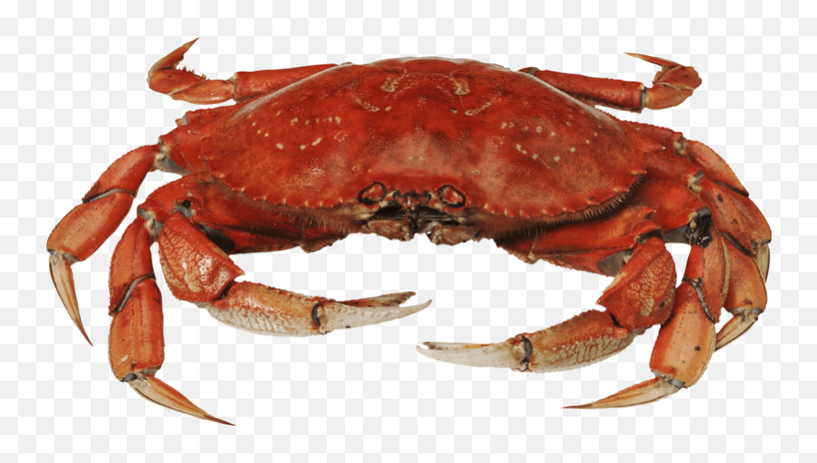 Download Free Png Red - Crabstanding Dlpngcom Crab Png Emoji,Crab Emoji