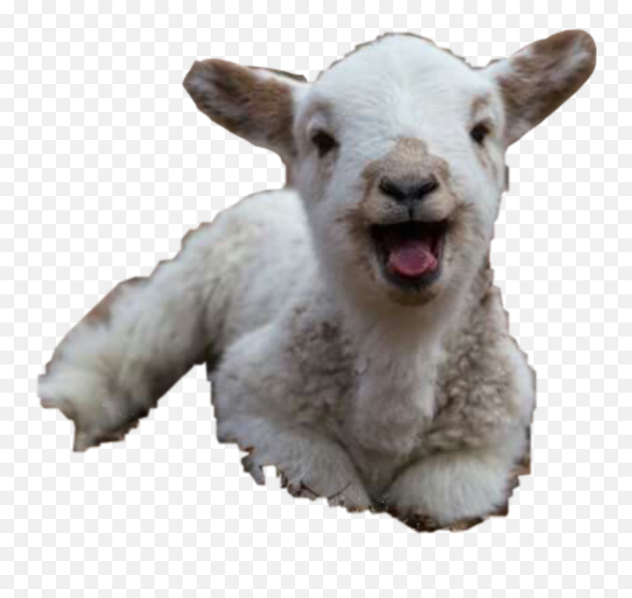 Lamb - Sticker By Jackiemorien Cute Happy Baby Animals Emoji,Lamb Emoji