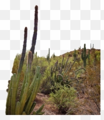 desert phoenix botanicalgardens - Hedgehog Cactus Emoji