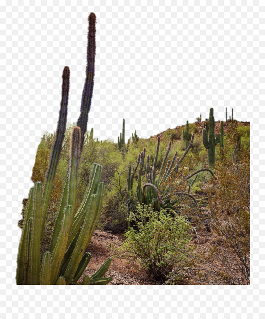 Desert Phoenix Botanicalgardens - Hedgehog Cactus Emoji,Desert Emoji