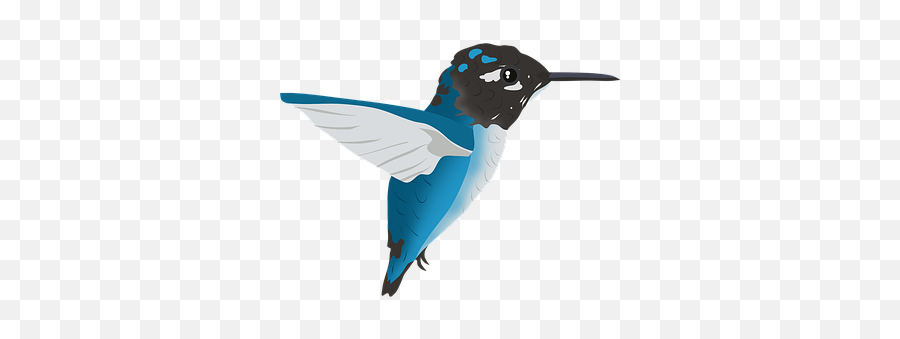 100 Free Hummingbird U0026 Bird Illustrations - Pixabay Bee Hummingbird Emoji,White Bird Emoji