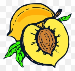 Half Of Peach Vector Image - Pit Clipart Emoji