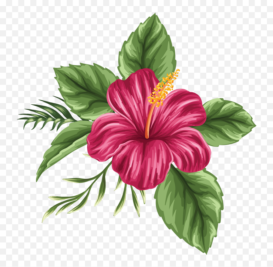Hibiscus Flower Png Hibiscus Flower - Colored Hibiscus Flower Drawing Emoji,Hibiscus Emoji