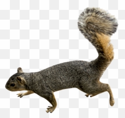 Download Squirrel Png Picture Hq Png Image - Squirrel Png Emoji,Squirrel Emoji