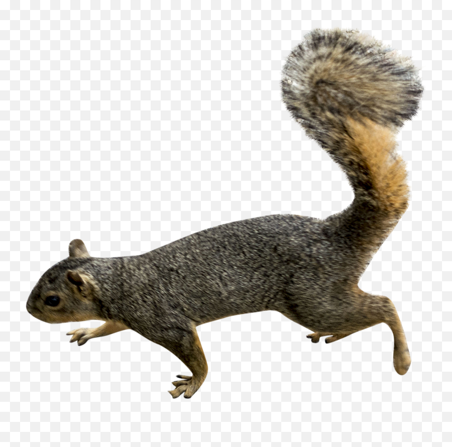 Download Squirrel Png Picture Hq Png Image - Squirrel Png Emoji,Squirrel Emoji