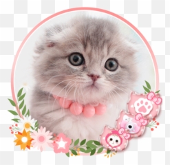 Cute Kitty Cat Launcher Theme Live Hd - Papel De Parede Celular Gatinho Emoji,Cat Boot Emoji