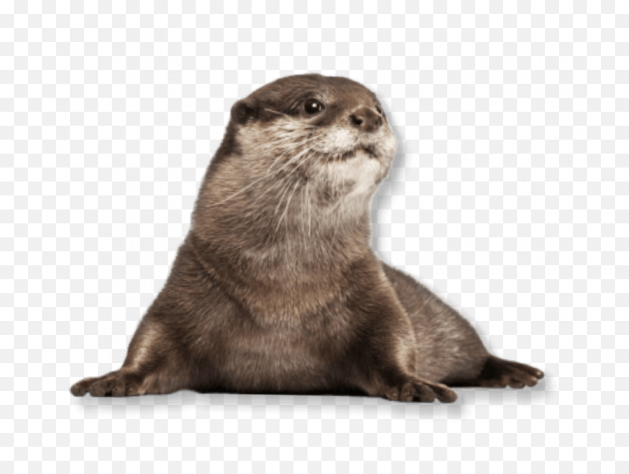 Otter Otters Terrieasterly - Otter With White Background Emoji,Otter Emoji