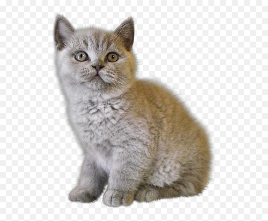Sad Cat Png Picture - Kitten Transparent Background Png Emoji,Grumpy Cat Emoji