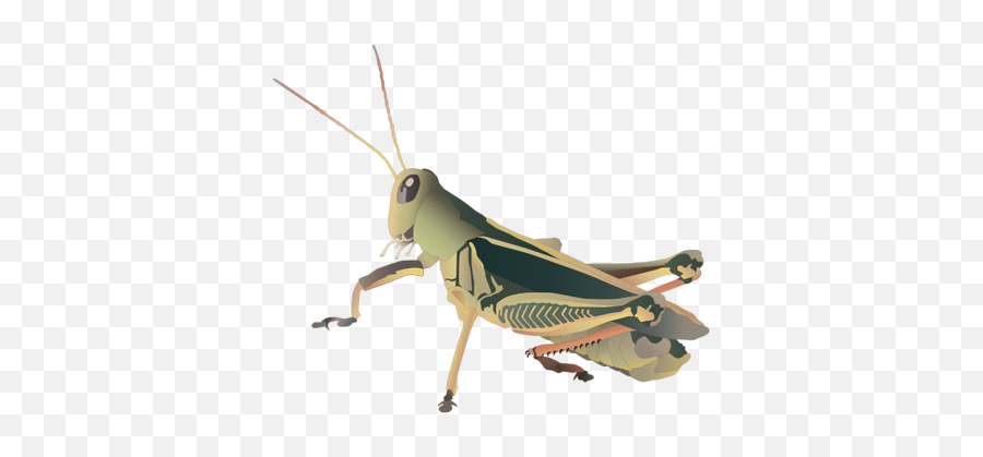 Download Free Grasshopper Picture Icon Favicon - Grasshopper Vector Png Emoji,Grasshopper Emoji