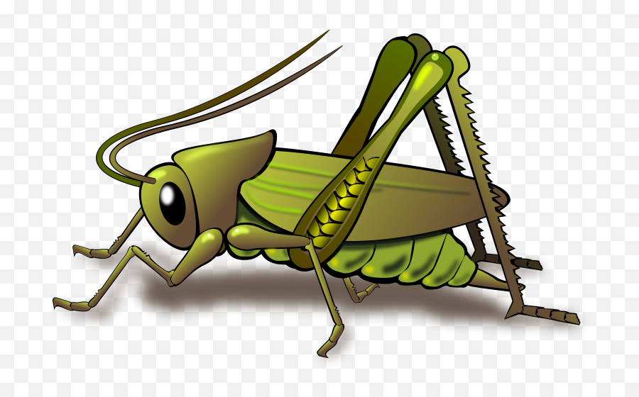 Cricket Clipart Sound Cricket Sound Transparent Free For - Cricket Insect Clip Art Emoji,Cricket Emoji
