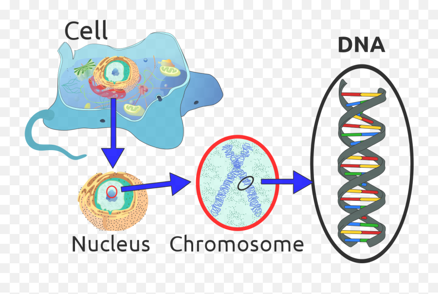Eukaryote Dna - Dna Important To A Cell Emoji,Evolution Of Emojis