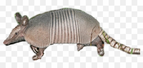 Armadillo Redhoodfarmgang Sparkle - Armadillo Emoji,Armadillo Emoji