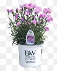 Fruit Punch u0027Sweetie Pieu0027 - Pinks Dianthus hybrid Emoji